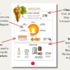 Level 2 Grape Variety Cards